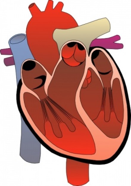 clipart heart medical