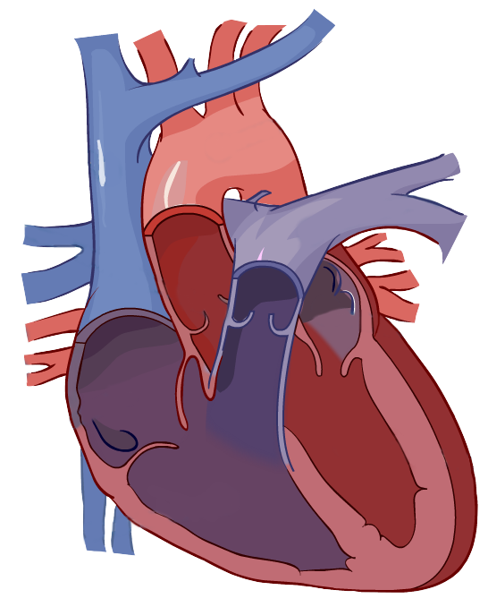 Liver clipart unlabeled. Heart diagram label the