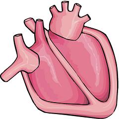 clipart hearts human