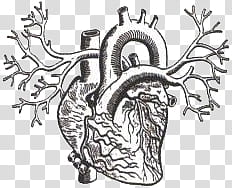 Heart illustration transparent background. Clipart hearts human