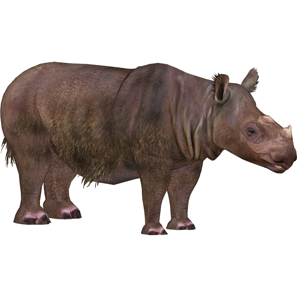 hippopotamus clipart endangered animal