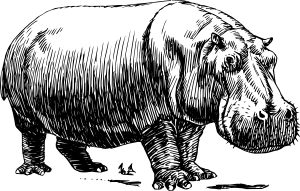 Clipart hippo real. Hippopotamus clip art at