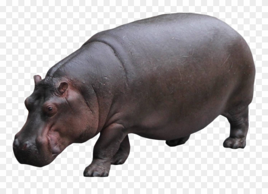 clipart hippo standing