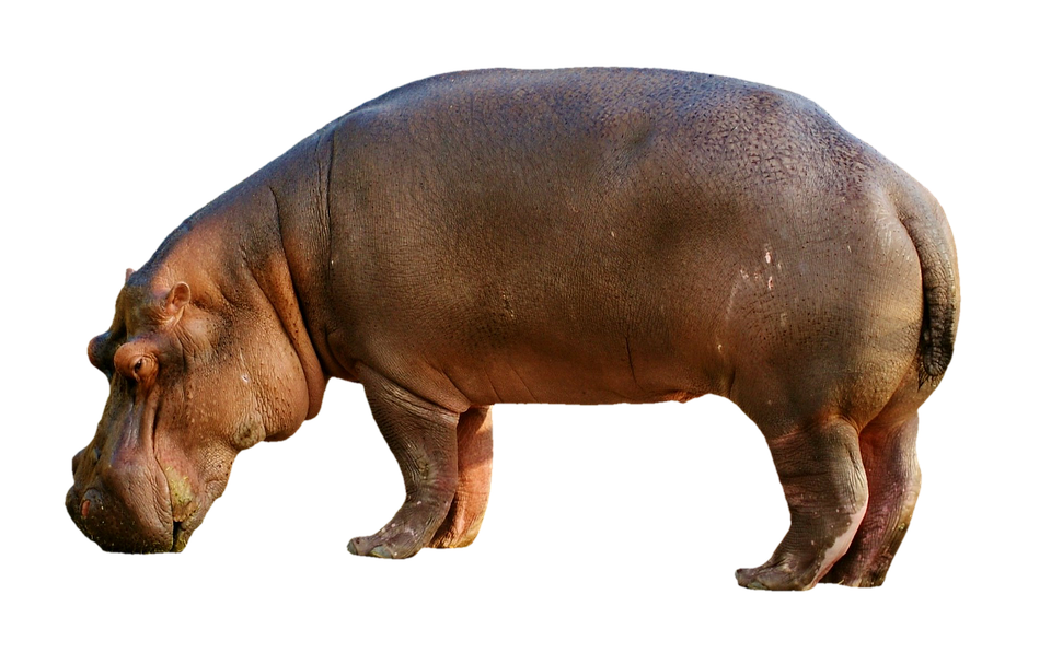 Download png transparent photo. Hippo clipart face
