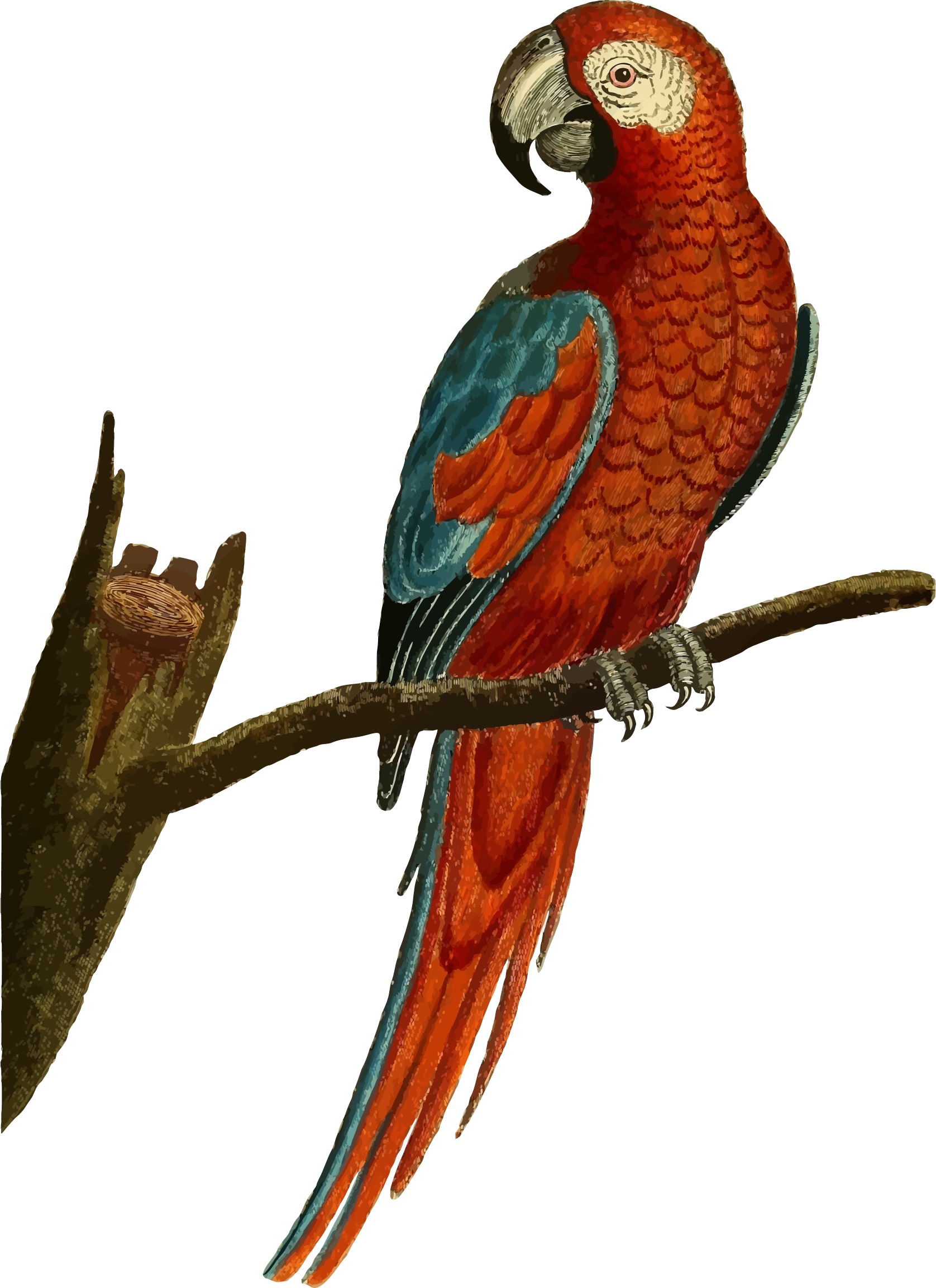 Home clipart parrot. Vintage deep red illustration