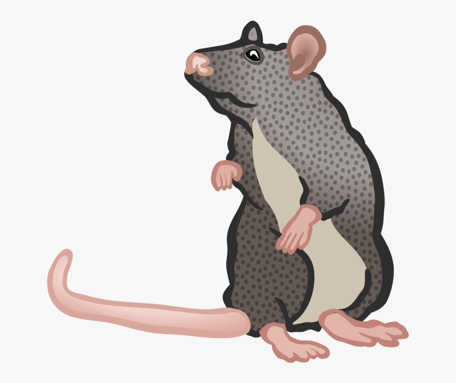 Rat pest control rodent. Mice clipart home