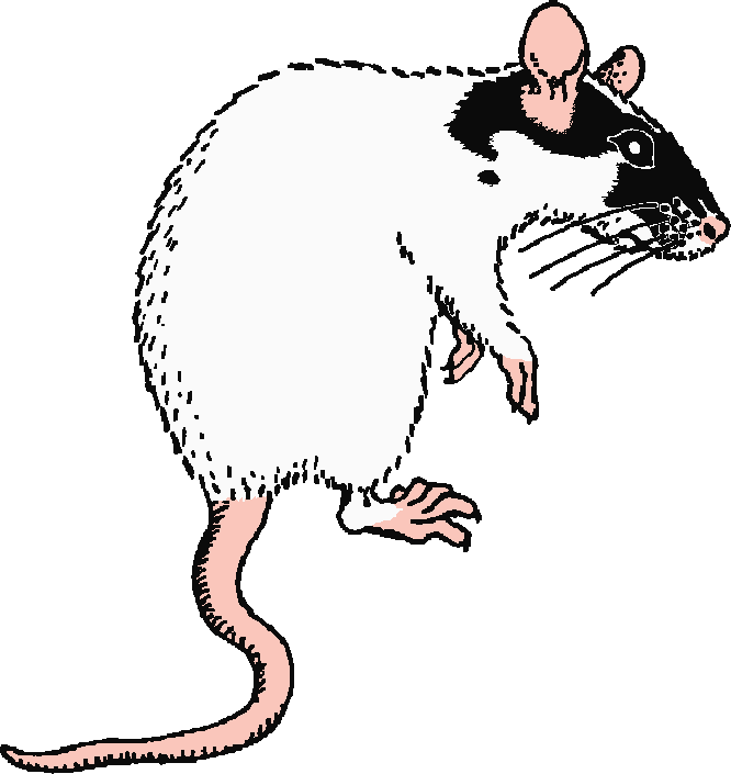 Rat drawings in pencil. Mice clipart sketch