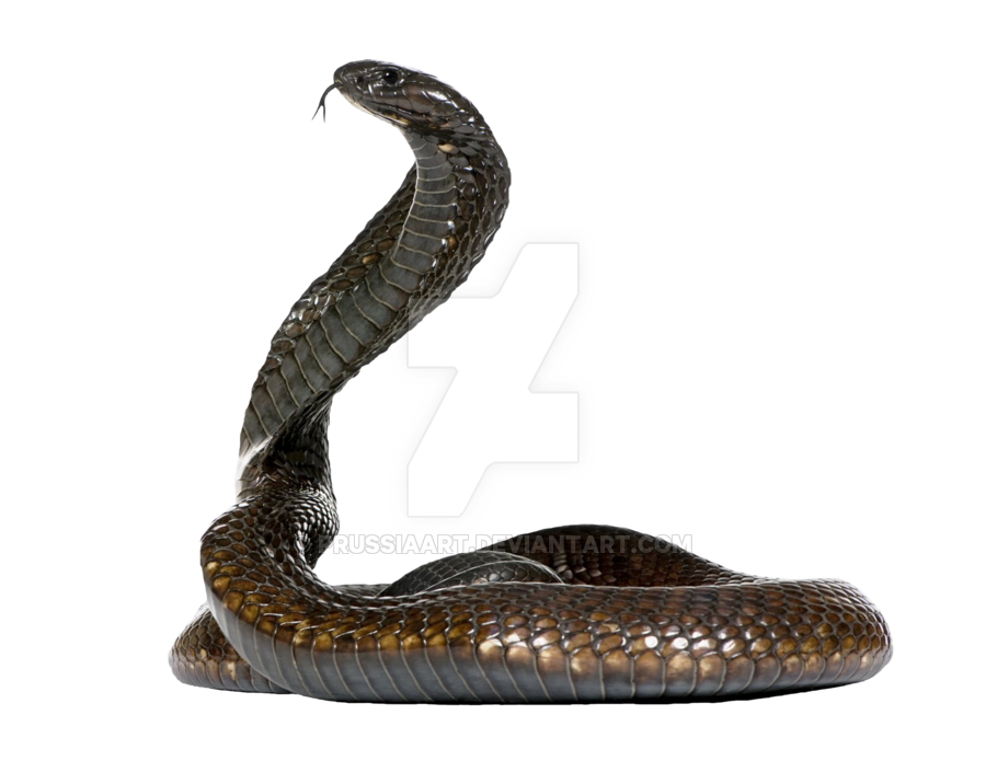 cobra clipart snake egyptian