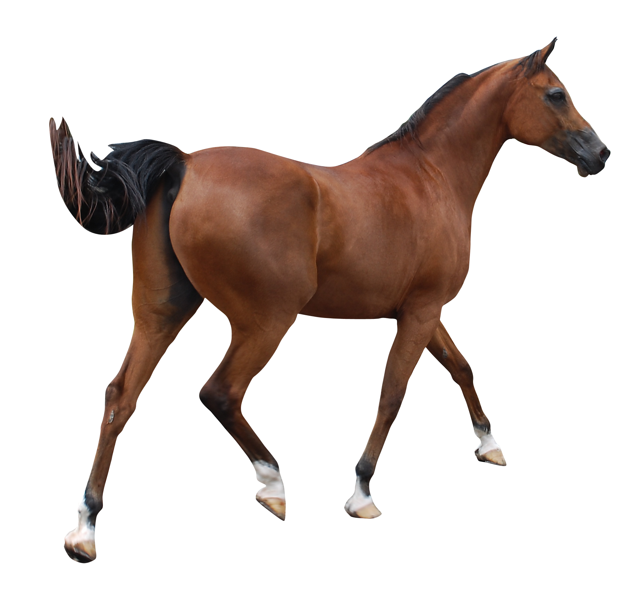 clipart horse arabian horse