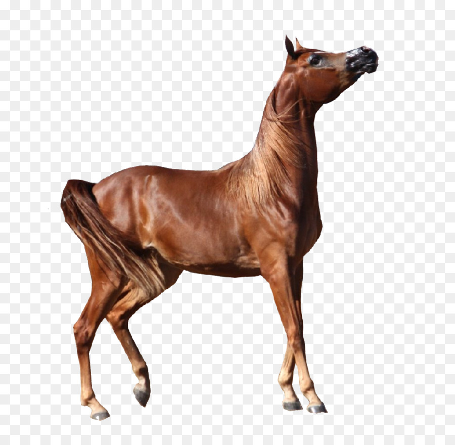 clipart horse arabian horse