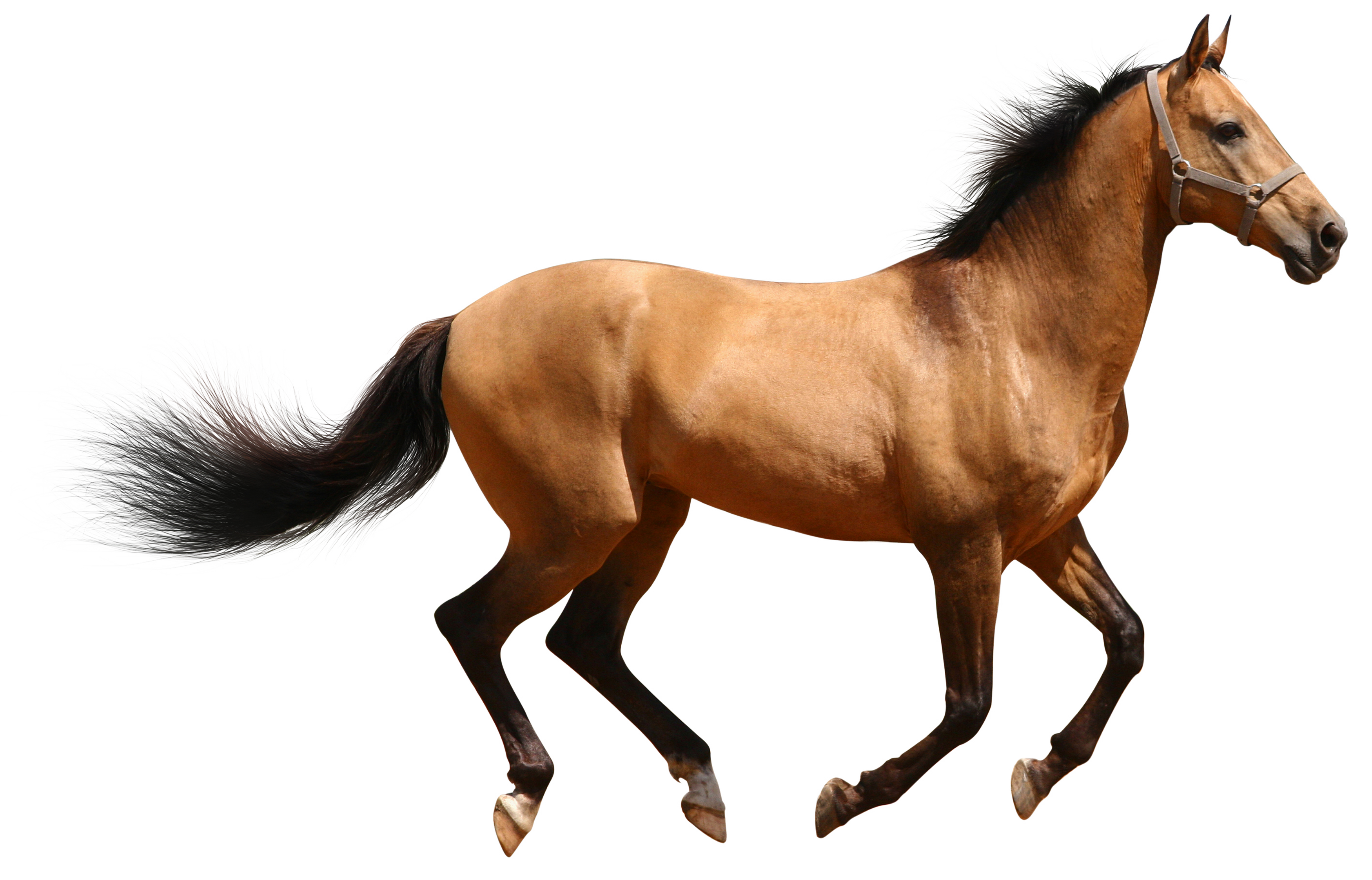 Horses clipart banner. Transparent brown horse gallery