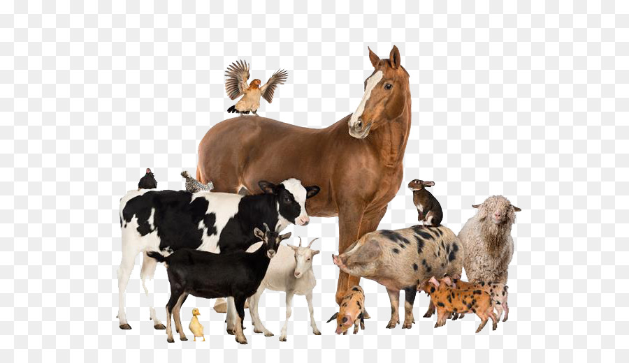Animal cartoon cattle transparent. Clipart horse goat