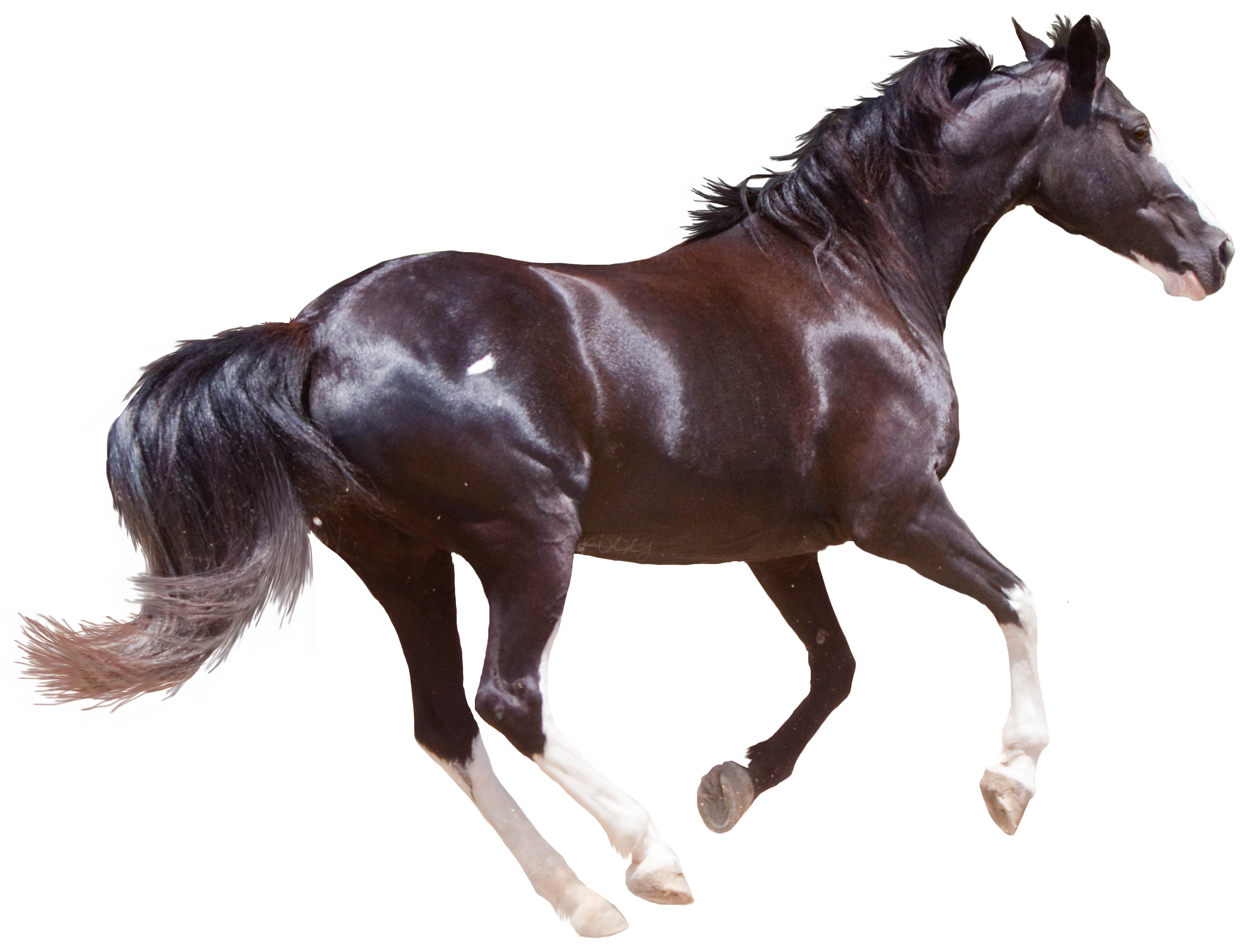 Horse mare