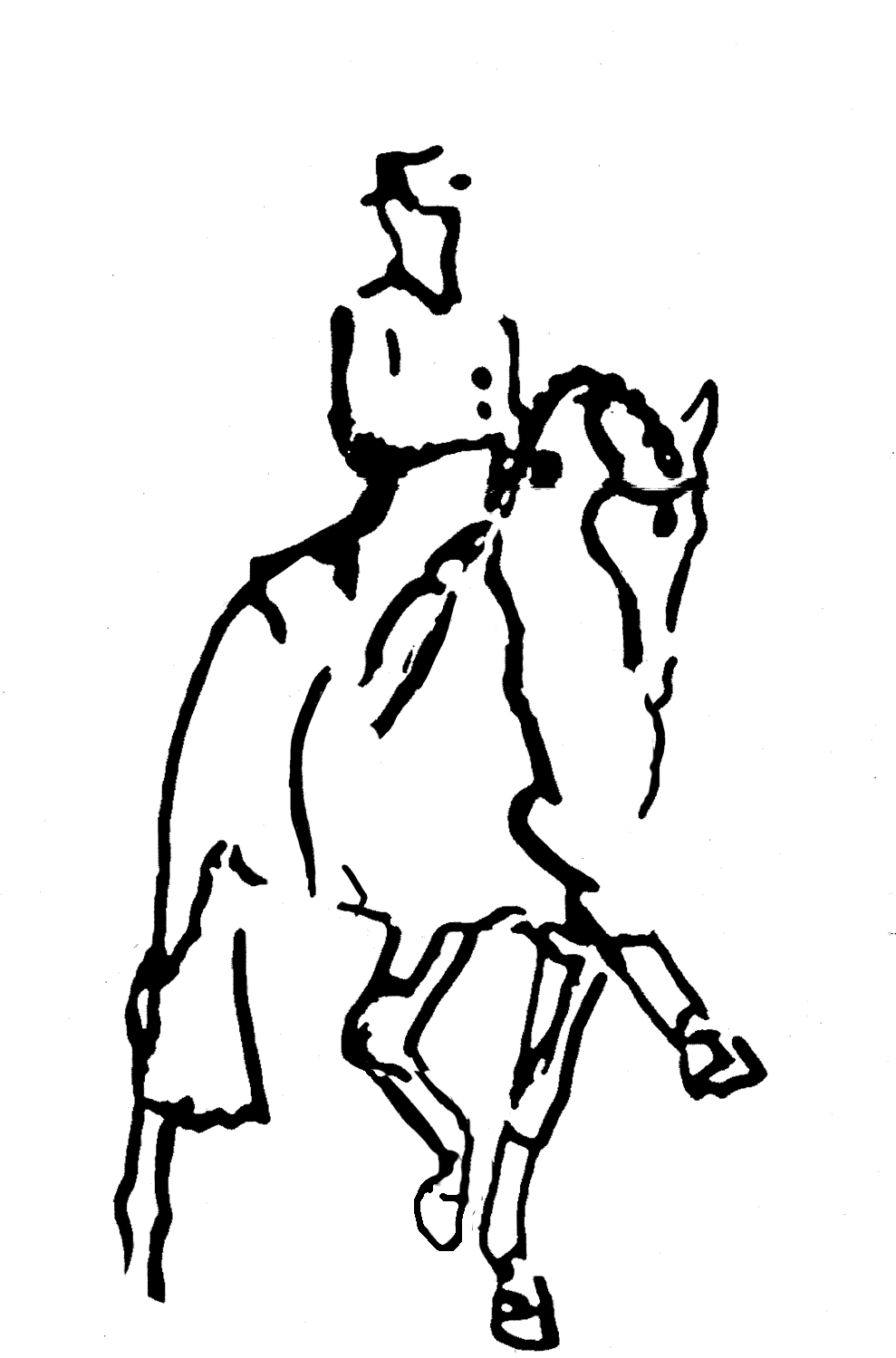 Horse morgan horse