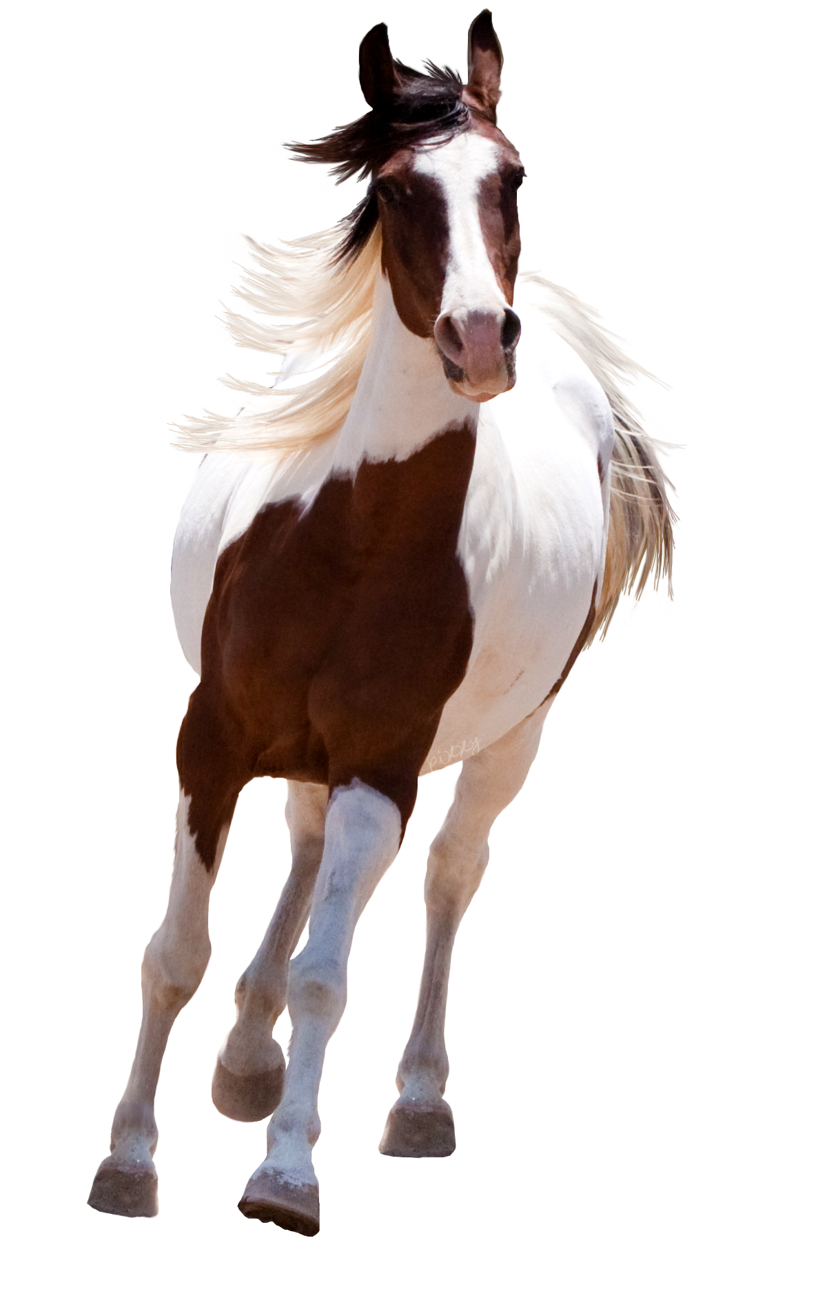 horses clipart thoroughbred horse