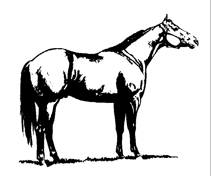 horses clipart quarter horse