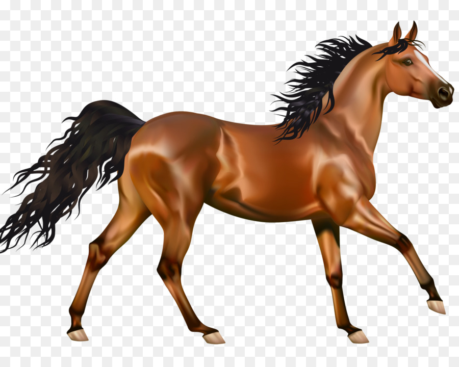 clipart horse transparent background
