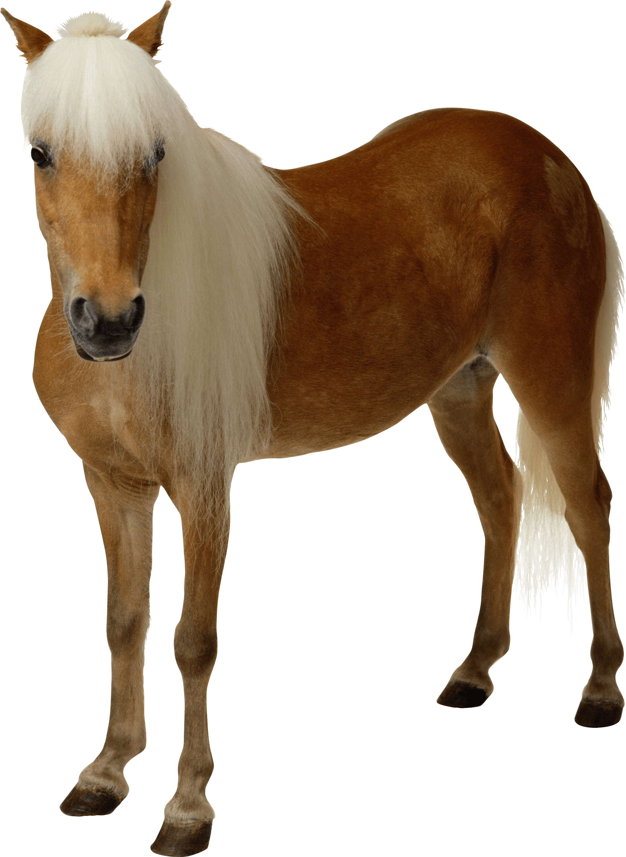 mustang clipart fast horse