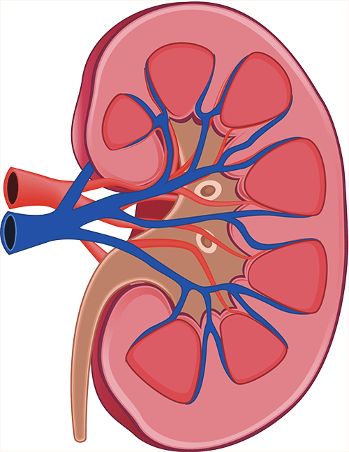 Trinity health nephrology chronic. Kidney clipart kidney function