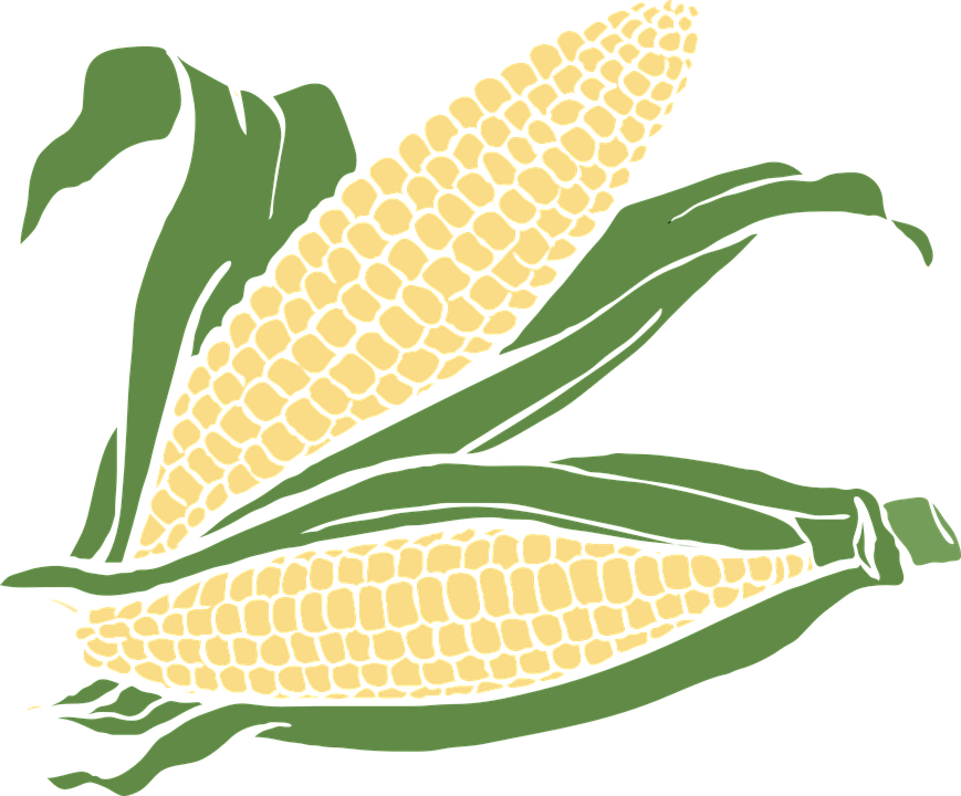 corn clipart vector