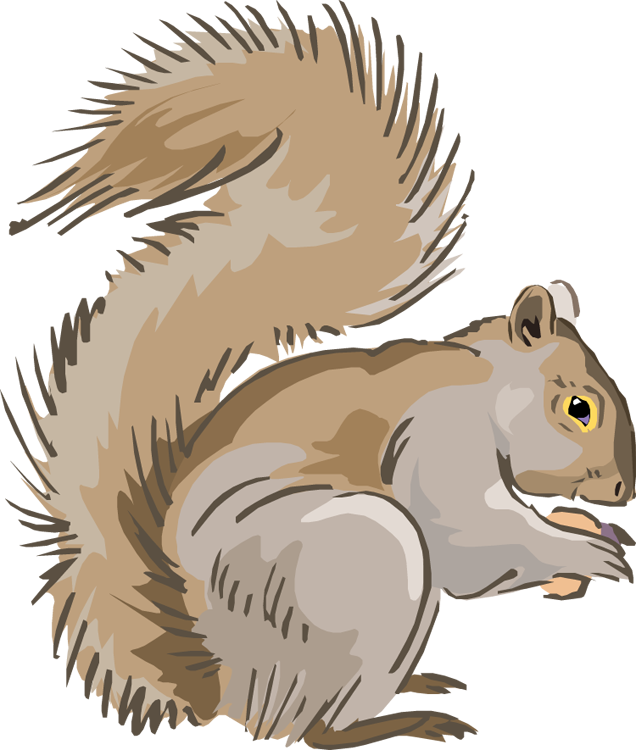 Clipart squirrel carton. Images group free clipartingcom