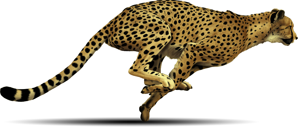 fast clipart cheetah