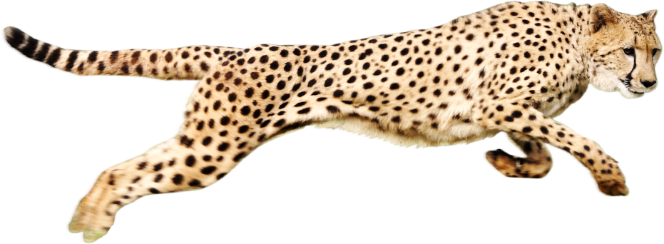 Png image picpng . Legs clipart cheetah