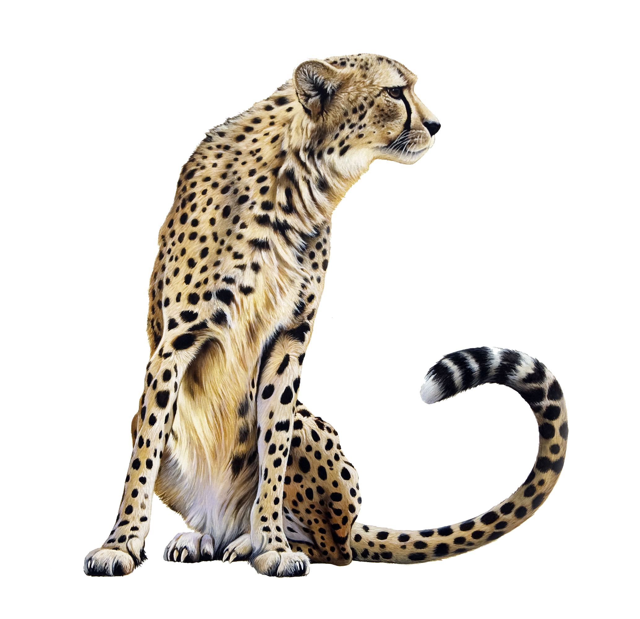 jaguar clipart clear