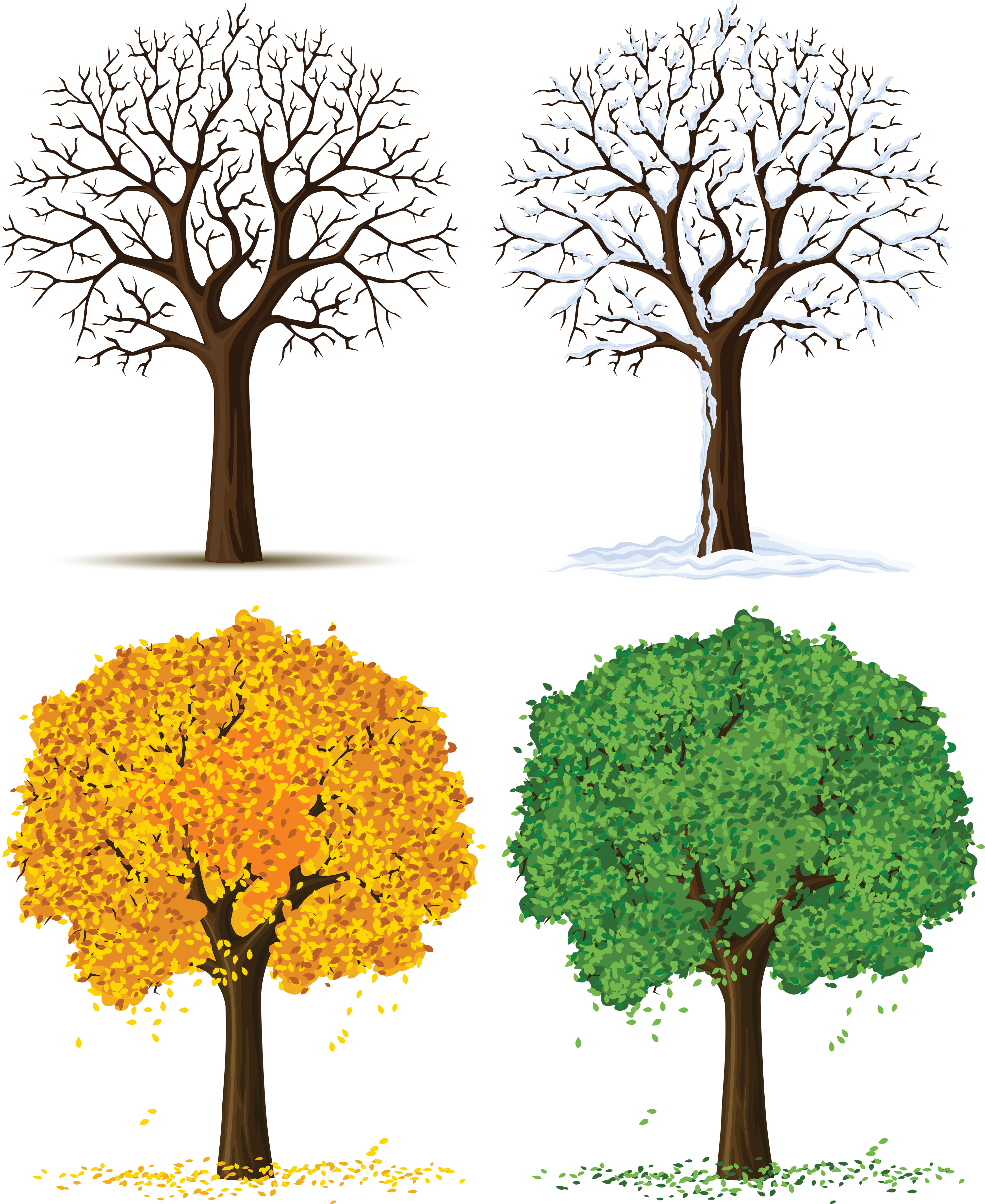 Life clipart seasons. Four trees png gallery