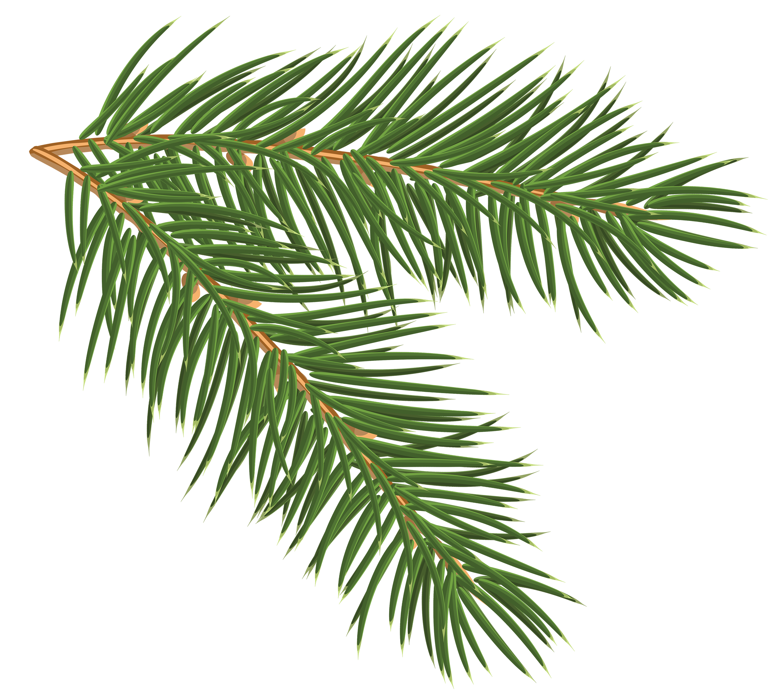 Pine branch png clip. Fern clipart woodland