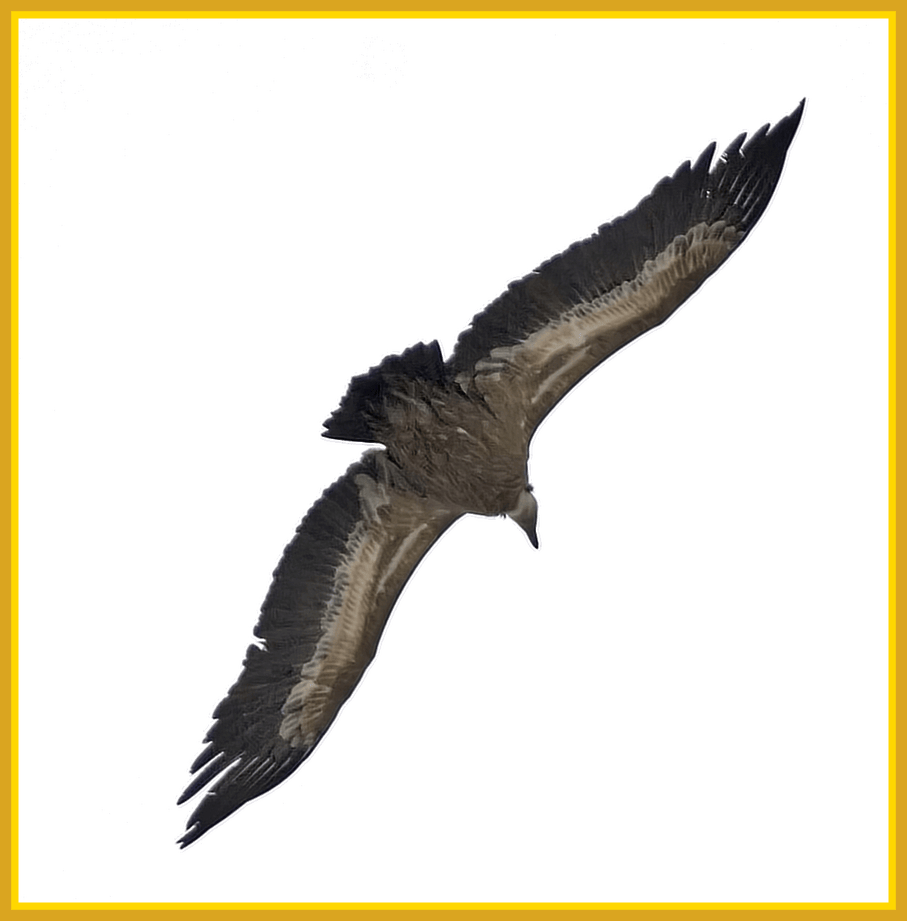clipart kite bird