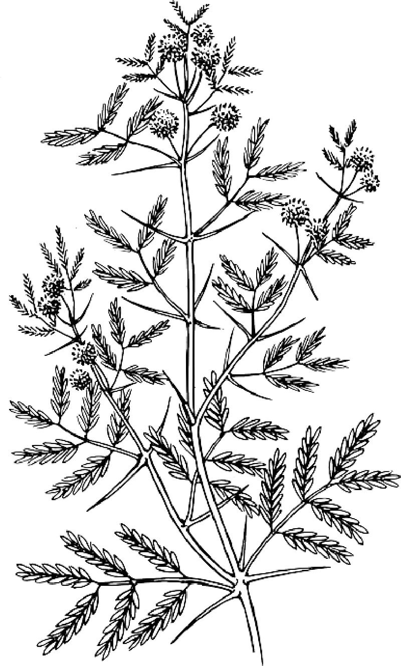 tree clipart outline