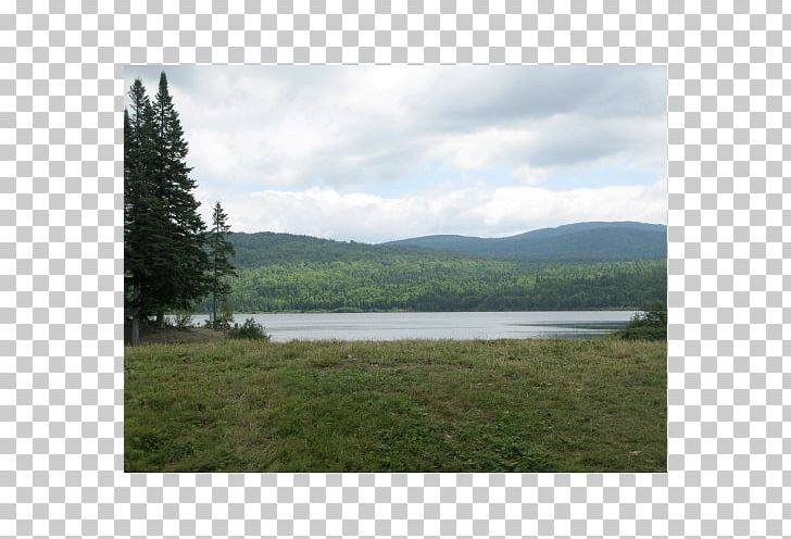 Clipart lake ecosystem. Connecticut lakes forest png