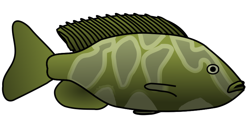 Giraffe cichlid medium image. Clipart lake fish clipart
