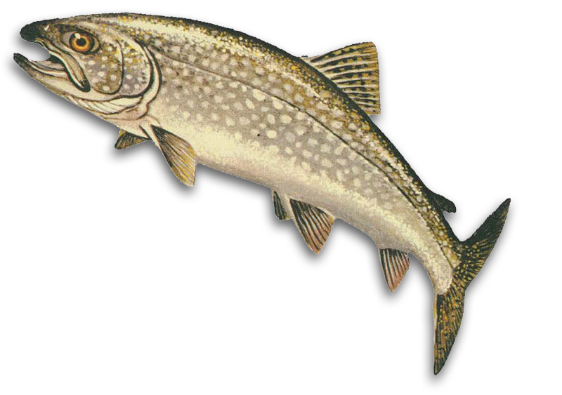 trout clipart oily fish