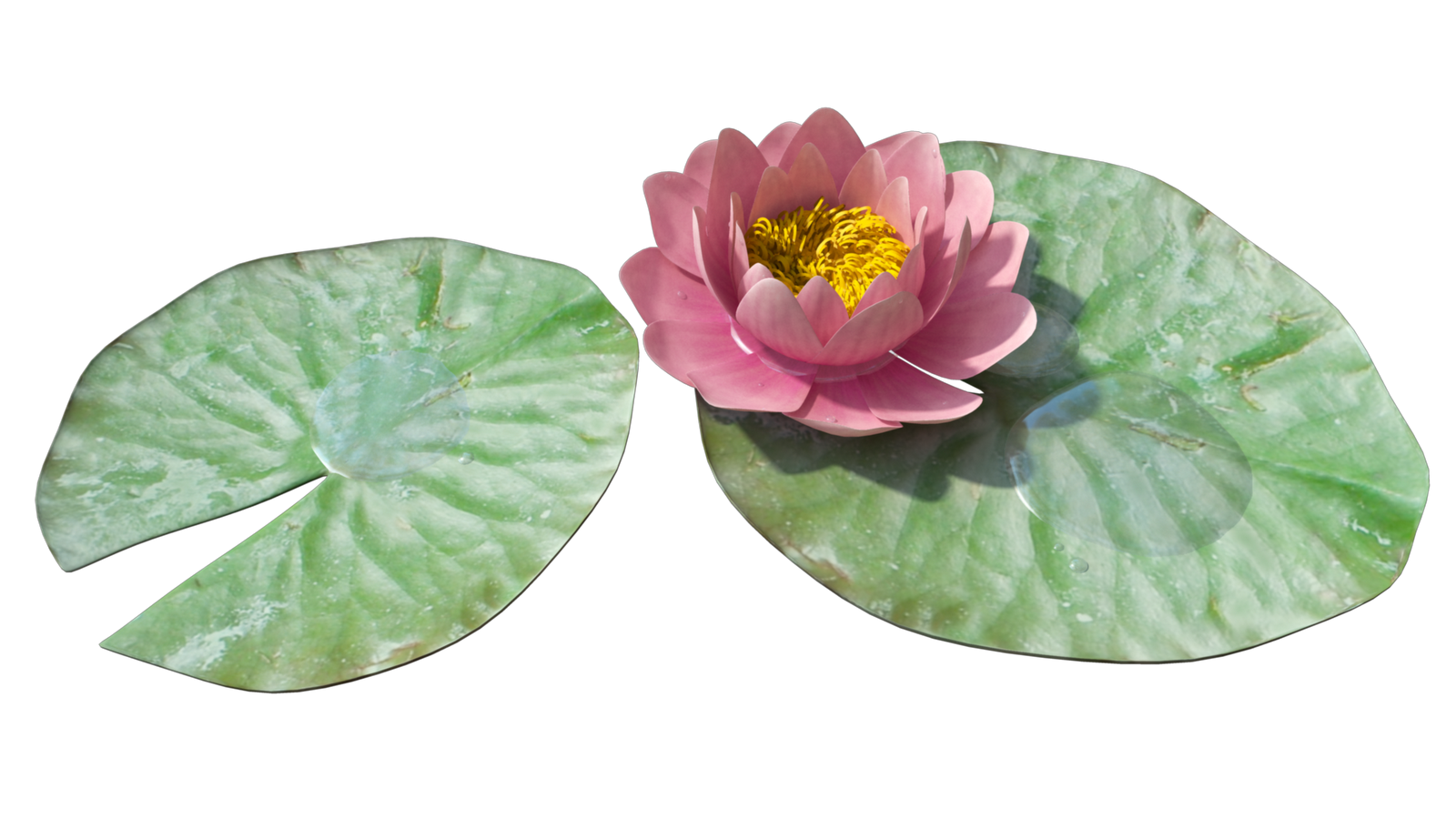 clipart lake lily pad pond