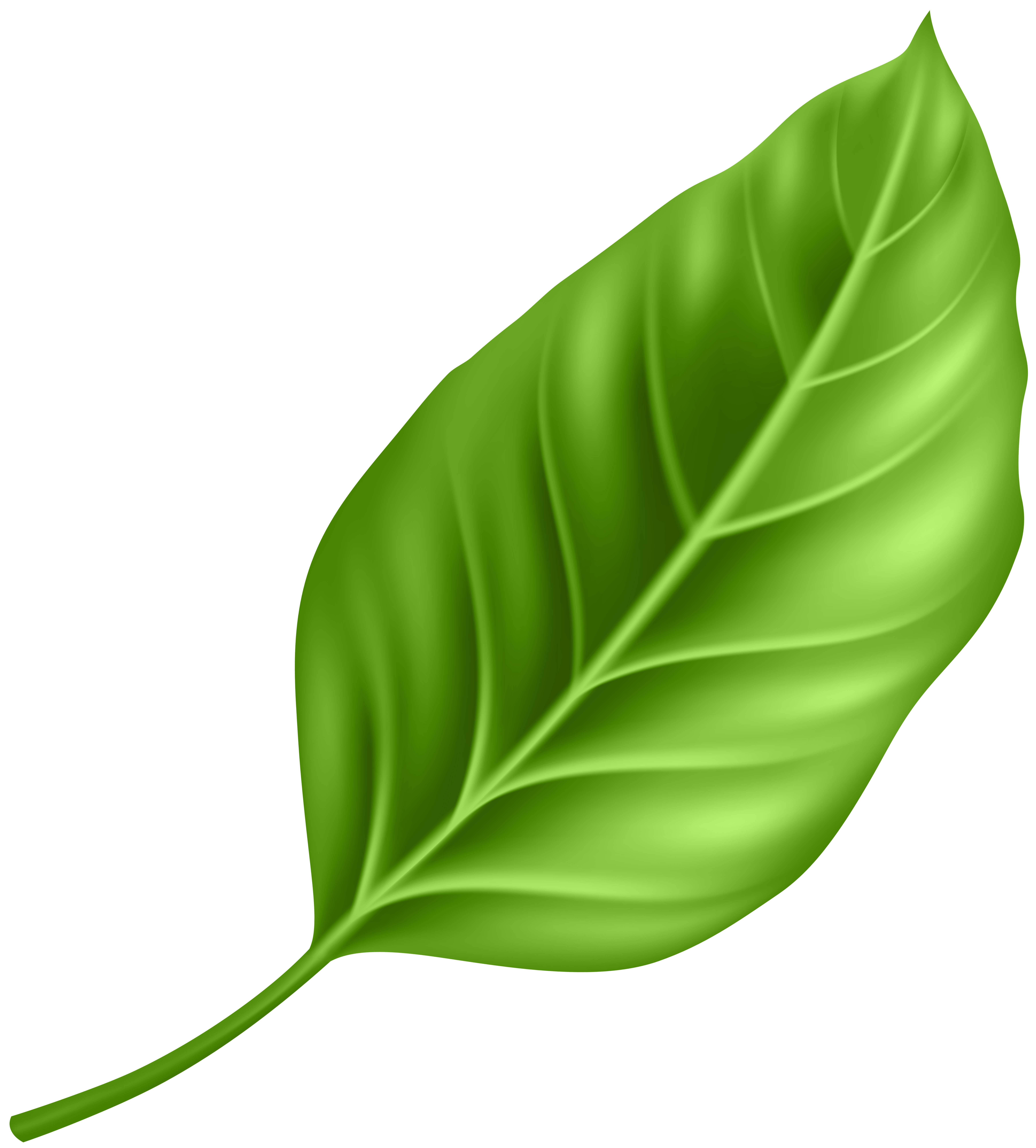 Png gallery yopriceville high. Clipart leaf
