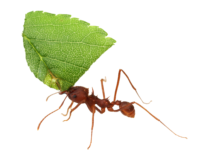 clipart leaf ant