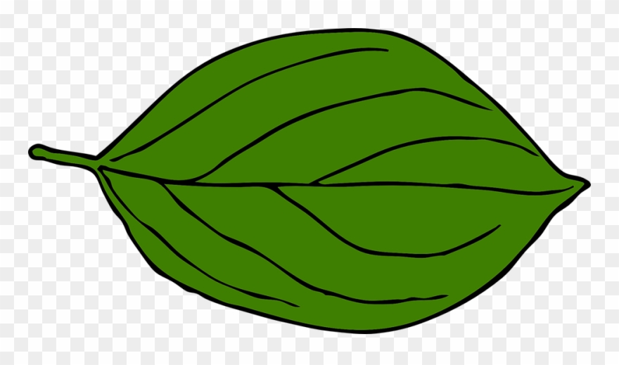 Nerves biological tree png. Leaves clipart leaf apple