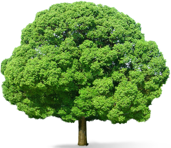 landscape clipart green tree