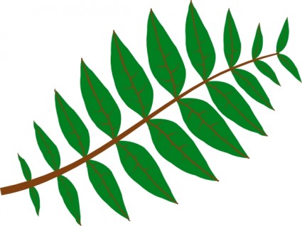 leaf clipart ash tree