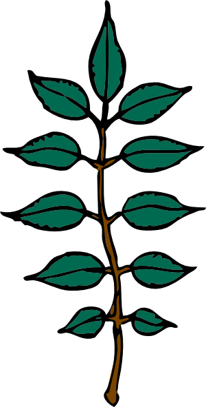 leaf clipart ash tree