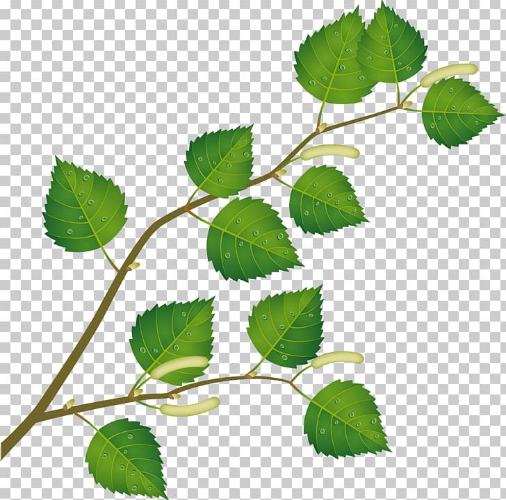 clipart leaf birch tree