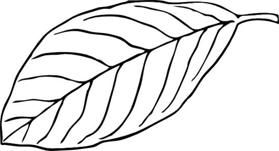 clipart leaves black and white