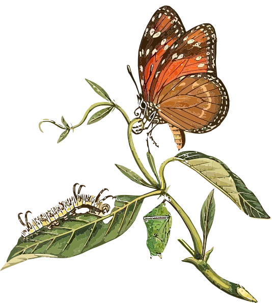 clipart leaf butterfly
