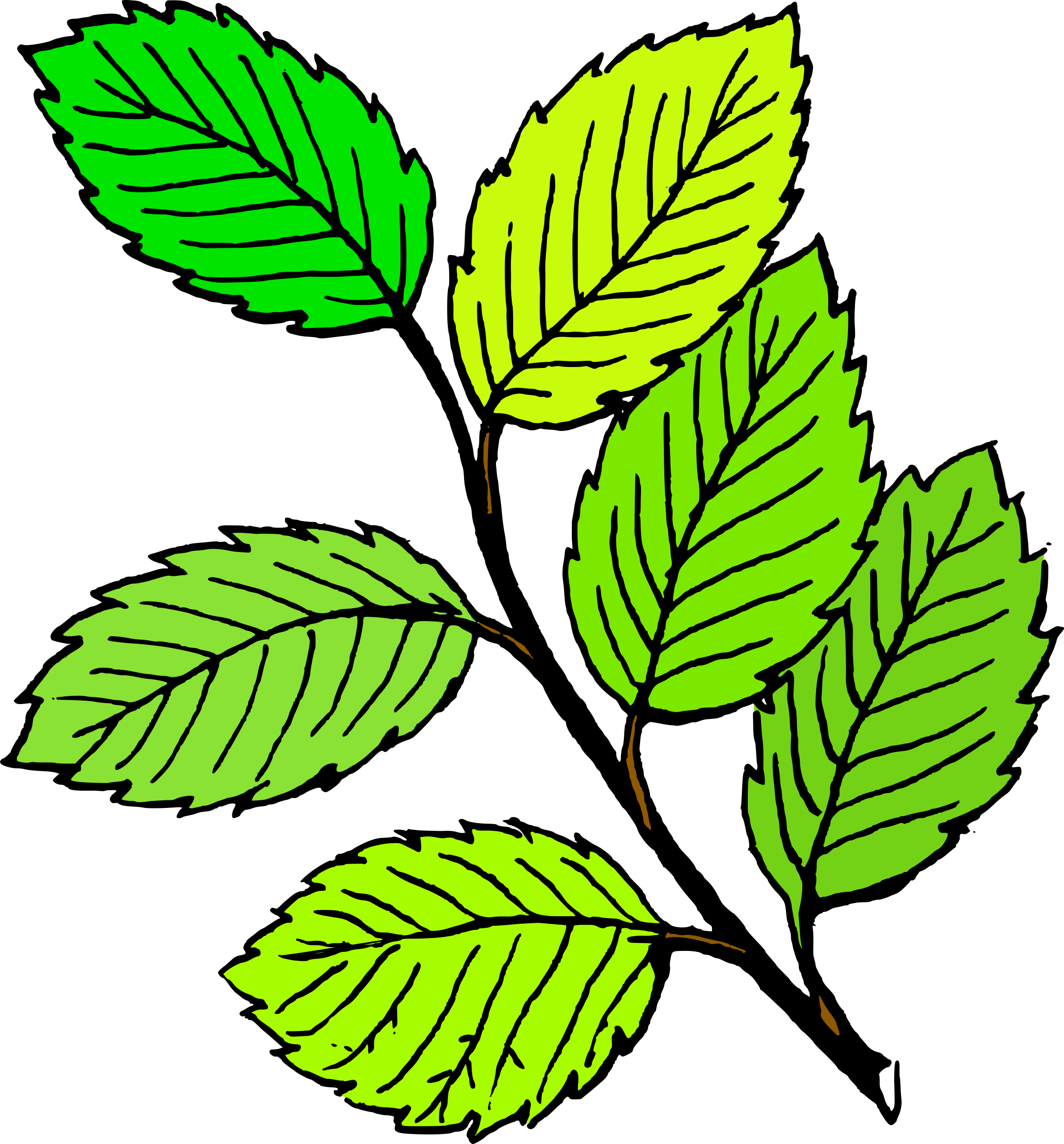 Leaves coca plant