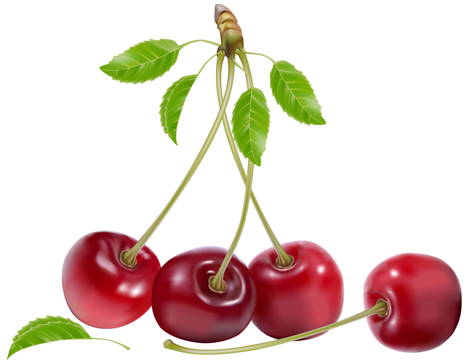 leaf clipart cherry