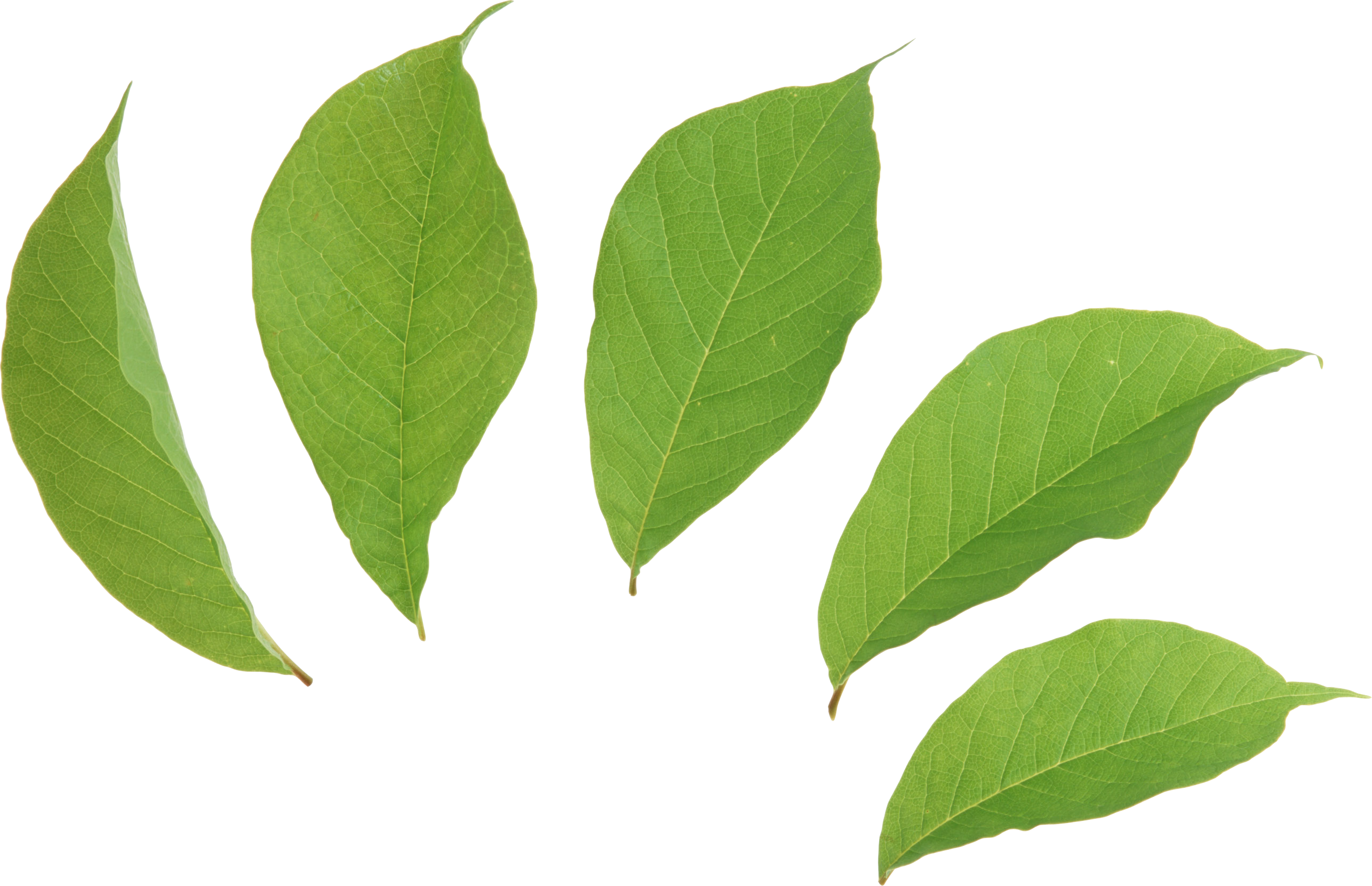 Clipart leaf clear background. Green leaves png images