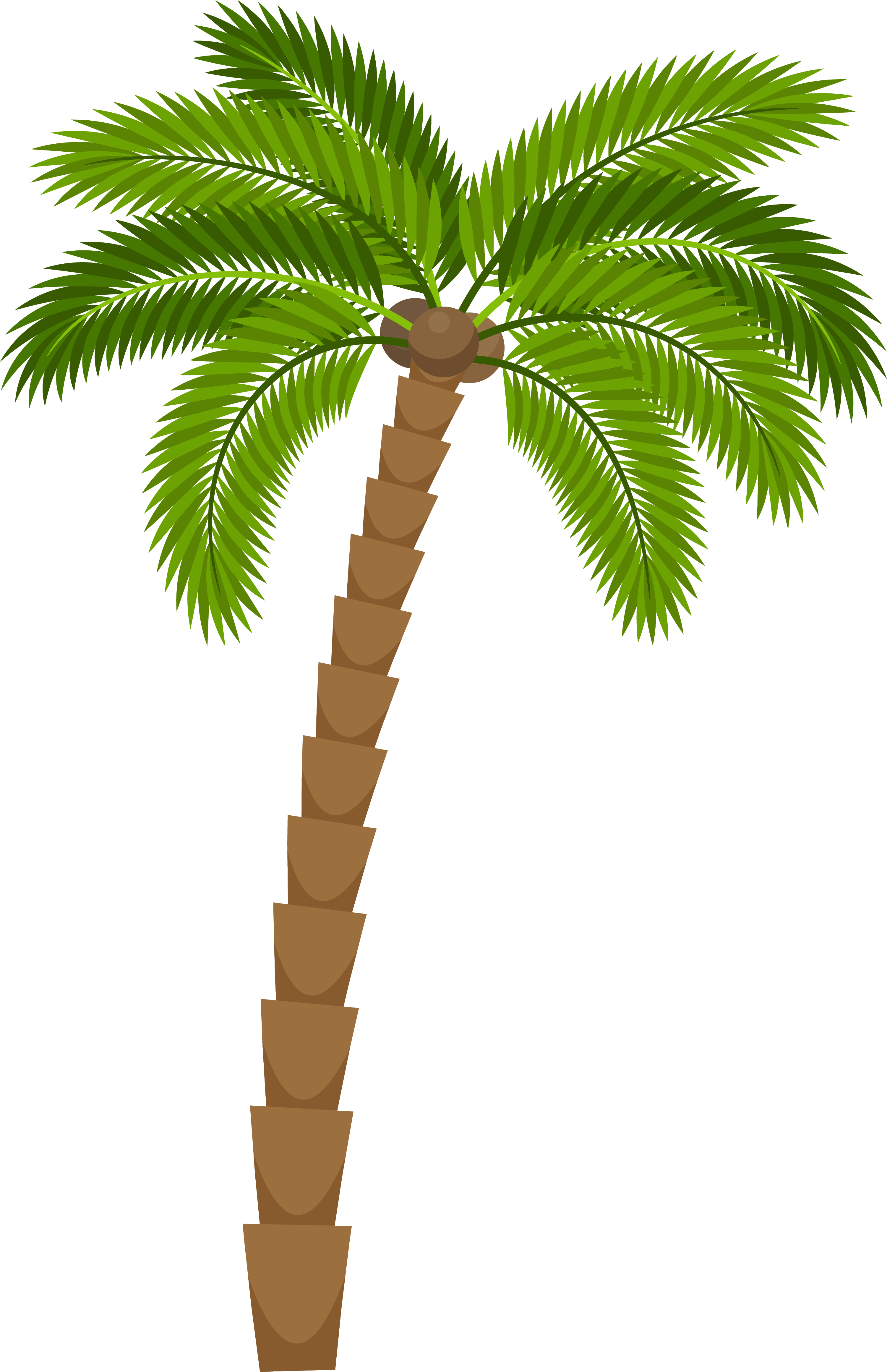 leaves clipart coconut tree