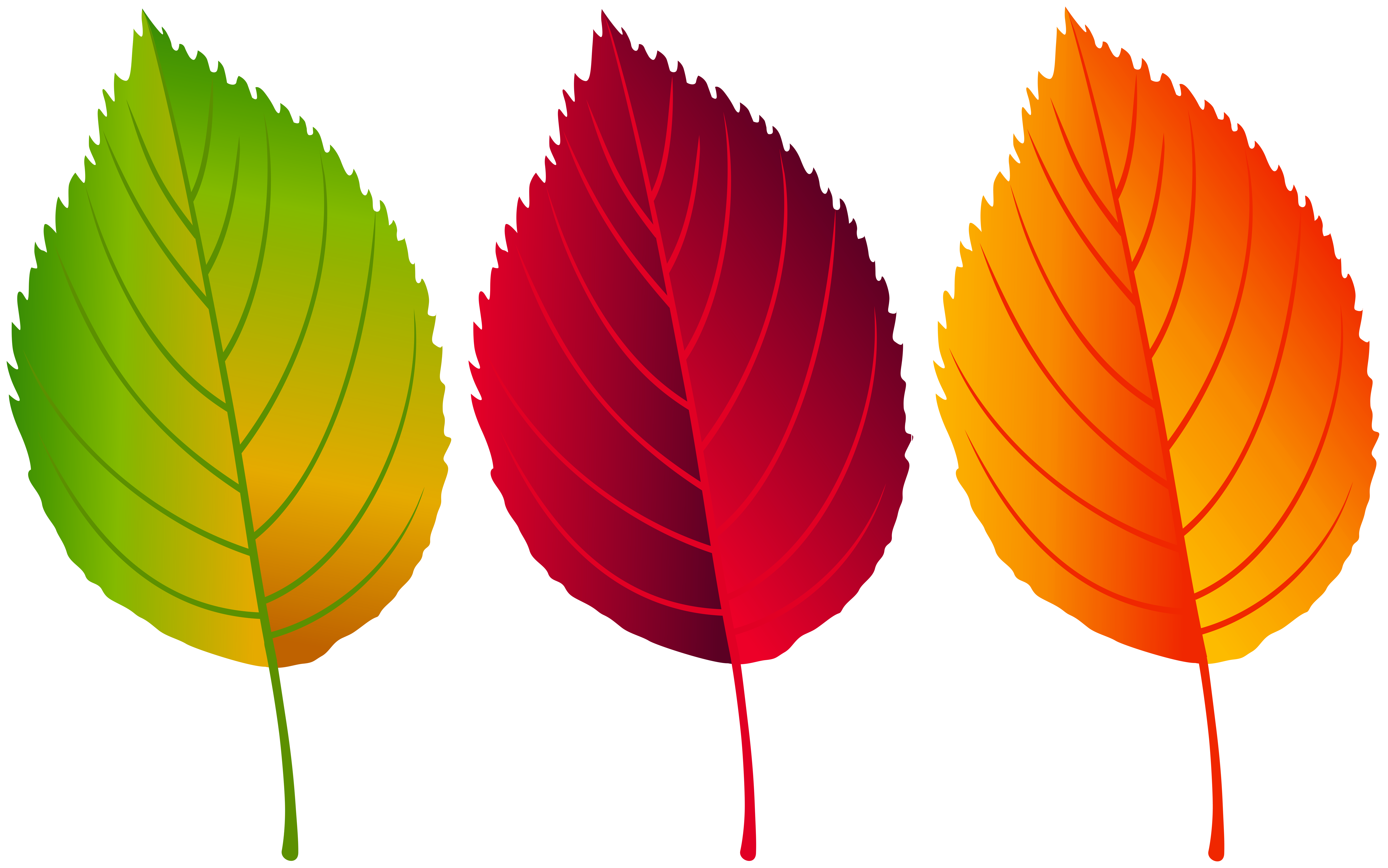 clipart leaf colourful